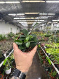 Hoya 'Chouke'