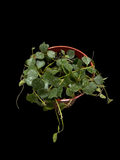 Hoya Curtisii