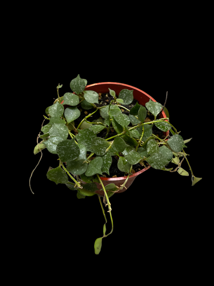 Hoya Curtisii
