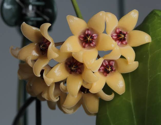 Hoya cutis-porcelana