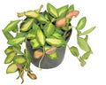 Hoya DS-70 Variegated
