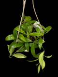 Hoya Gracilis