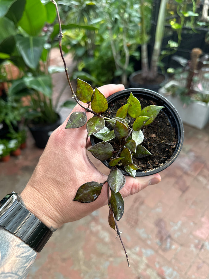 Hoya Krohniana 'Black'