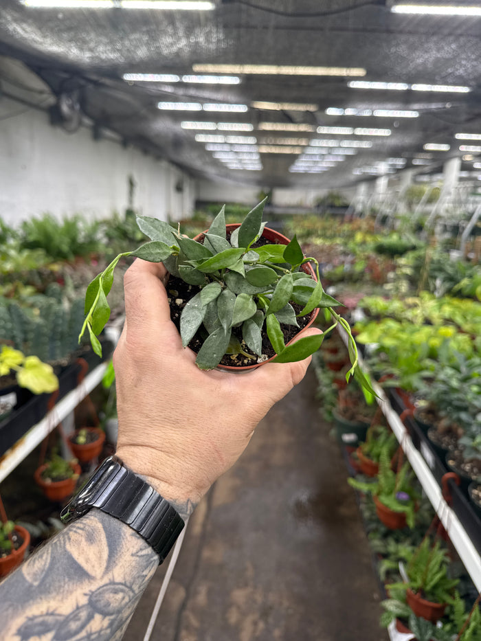 Hoya lacunosa 'Mint'