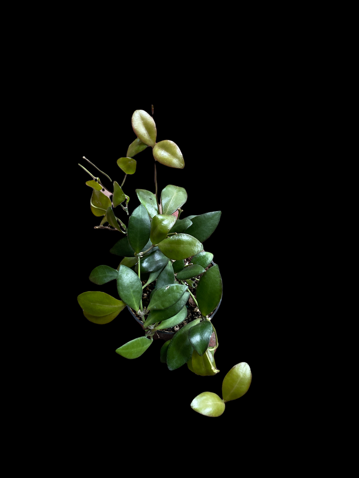 Hoya Leytensis
