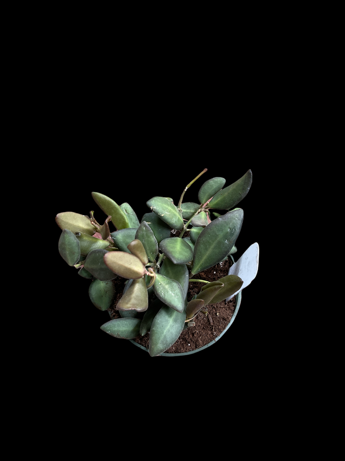 Hoya sp. aff burtoniae