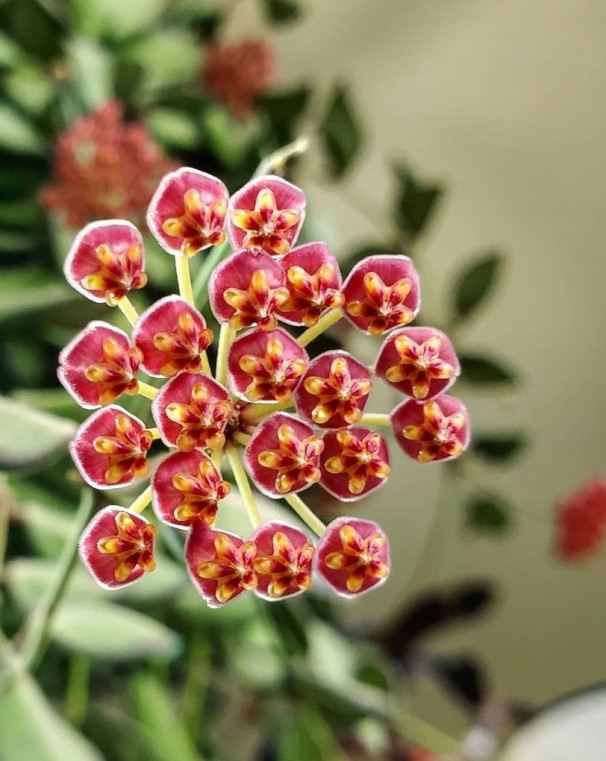 Hoya sp. aff burtoniae