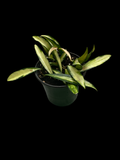 Hoya Wayetti Variegata