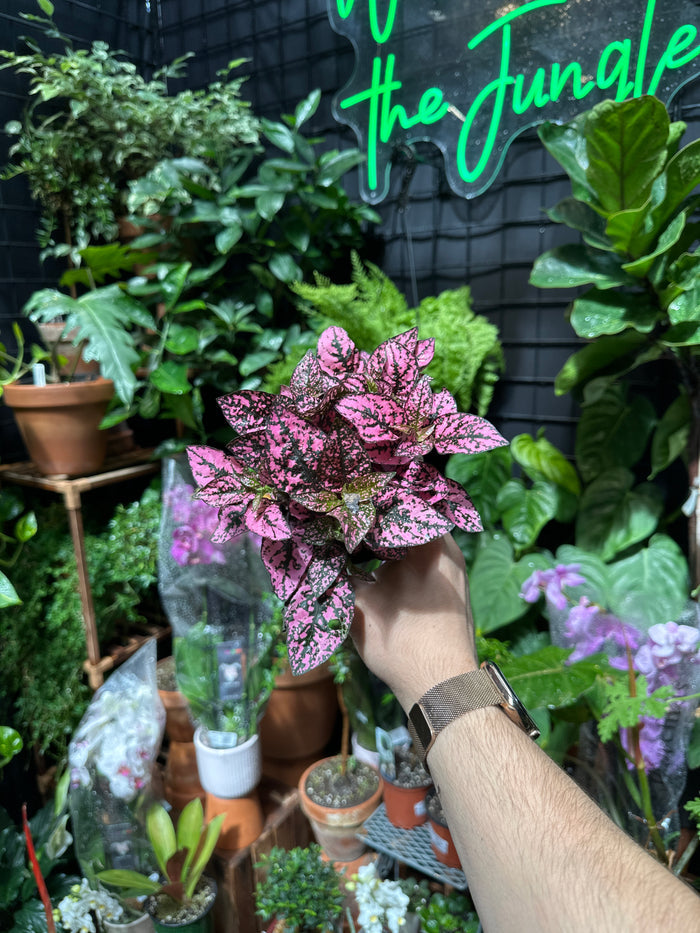 Hypoestes "Polka Dot Plant"