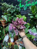 Hypoestes "Polka Dot Plant"
