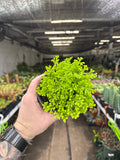 Lycopodiopsida "Club Moss"