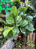 Maranta 'Beauty Kim' Variegated
