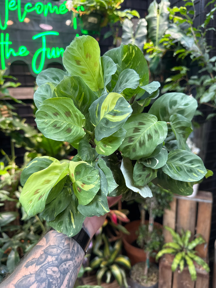 Maranta 'Beauty Kim' Variegated