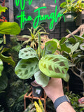 Maranta leuconeura (Green) "Prayer Plant"