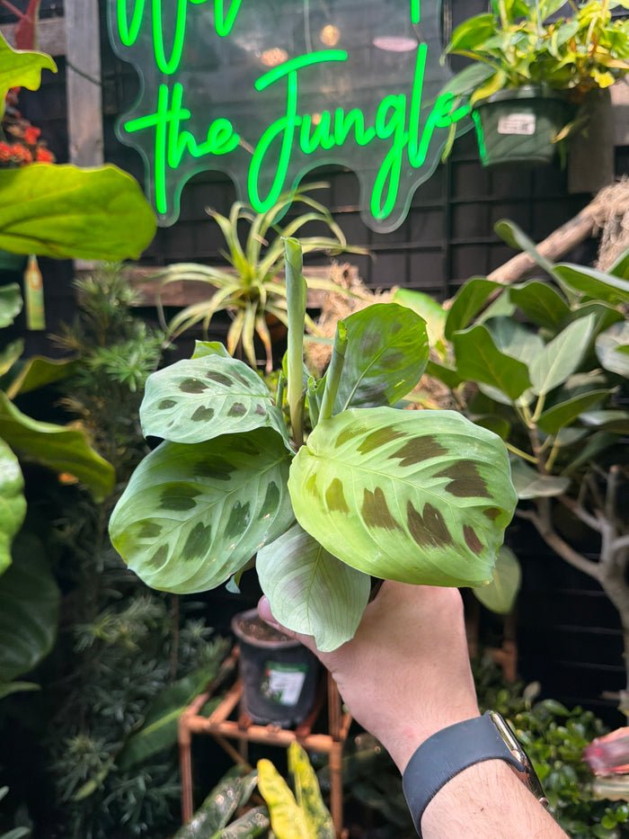 Maranta leuconeura (Green) "Prayer Plant"
