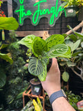 Maranta leuconeura (Lemon Lime)