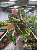 Maranta leuconeura (Red) "Prayer Plant"