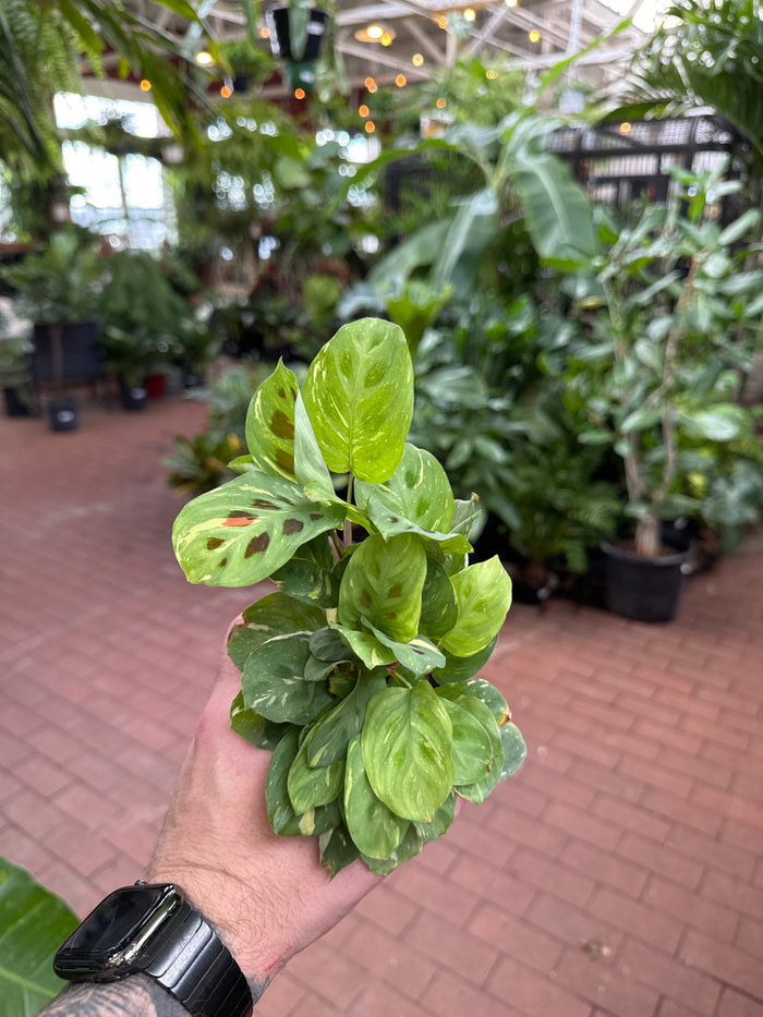 Maranta leuconeura variegata