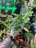 Mexican Flowering Fern
