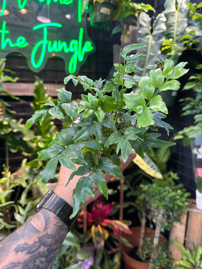 Mexican Flowering Fern