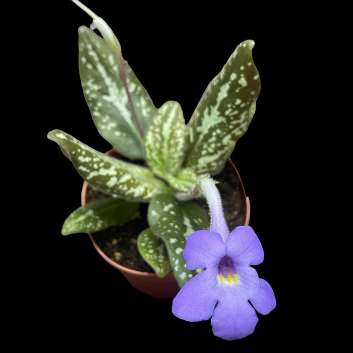 Michaelmoelleria viatnamensis