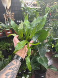 Microsorum musifolium (Crocodile Fern)