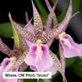 Miltassia (Mtssa.) C.M. Fitch 'Izumi'