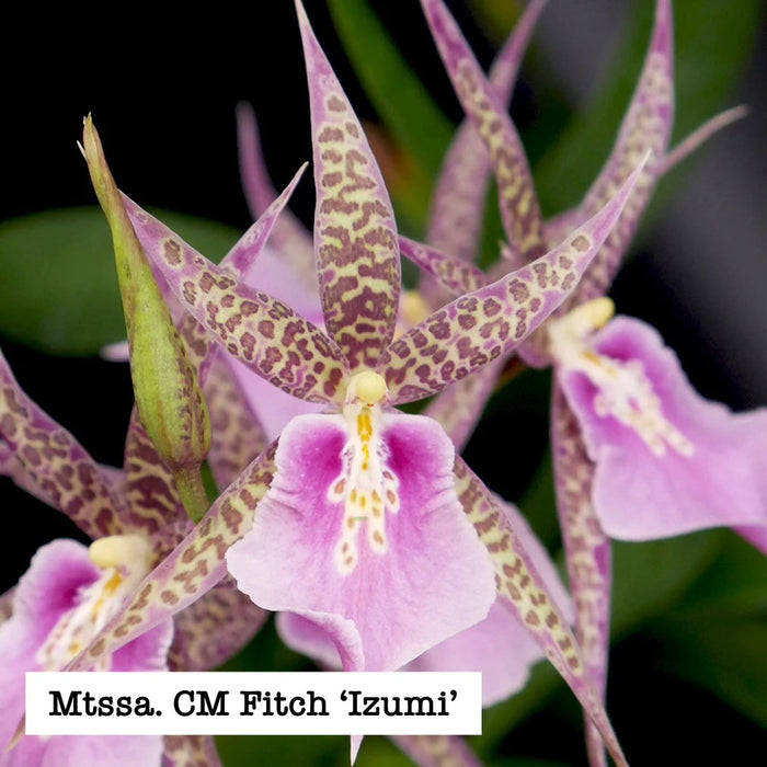 Miltassia (Mtssa.) C.M. Fitch 'Izumi'