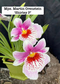 Miltoniopsis (Mps.) Martin Orenstein 'Shirley P'