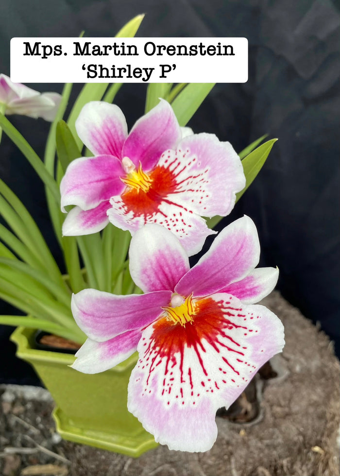 Miltoniopsis (Mps.) Martin Orenstein 'Shirley P'
