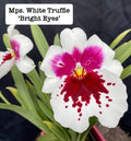 Miltoniopsis (Mps.) White Truffle 'Bright Eyes'