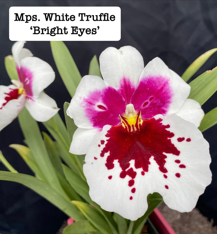 Miltoniopsis (Mps.) White Truffle 'Bright Eyes'