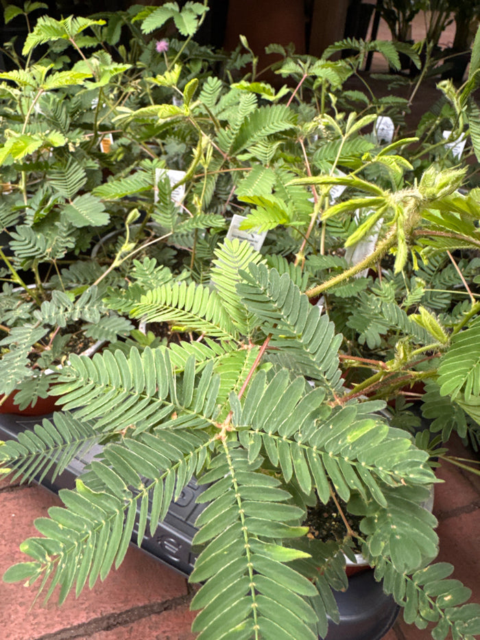 Mimosa pudica "Sensitive Plant"