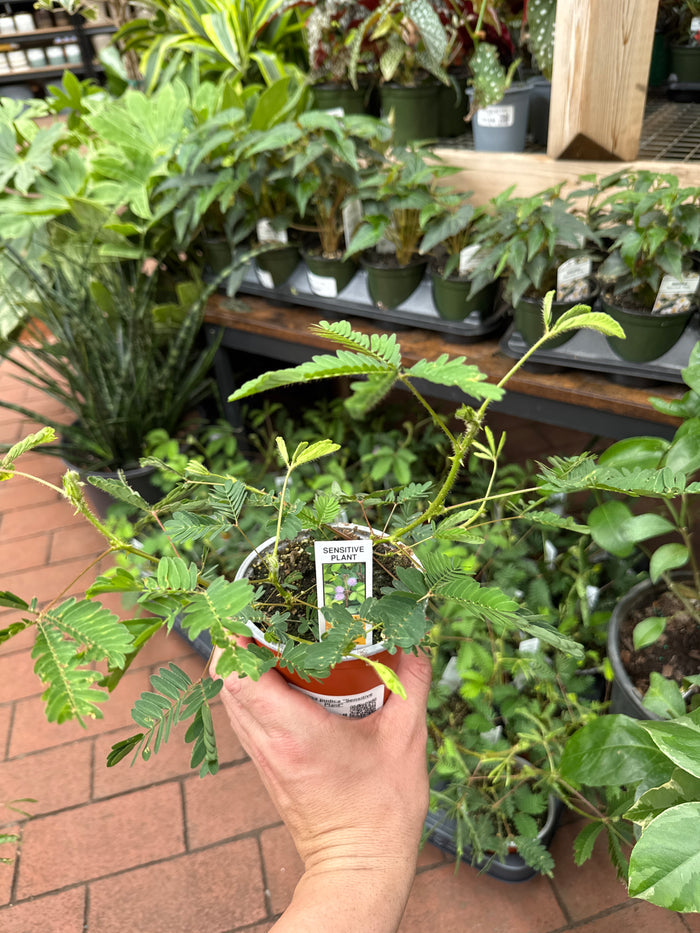 Mimosa pudica "Sensitive Plant"