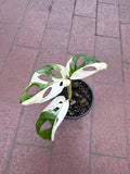 Monstera Adansonii Albo Variegata