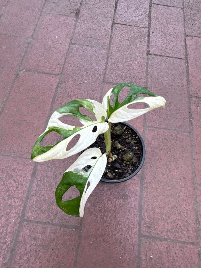 Monstera Adansonii Albo Variegata