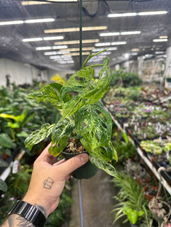 Monstera Adansonii 'Indo Mint' Variegata