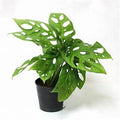 Monstera Adansonii