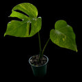 Monstera Deliciosa Aurea Variegata