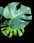 Monstera Deliciosa