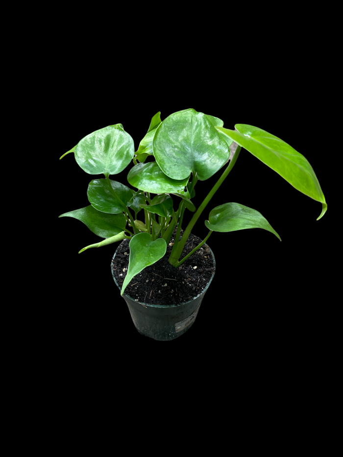 Monstera Deliciosa