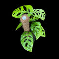 Monstera Esqueleto