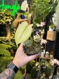 Monstera 'Mint'