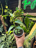 Monstera Obliqua 'Napo'