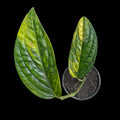 Monstera Peru Variegated