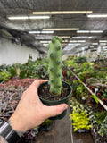 Myrtillocactus "Boobie Cactus'