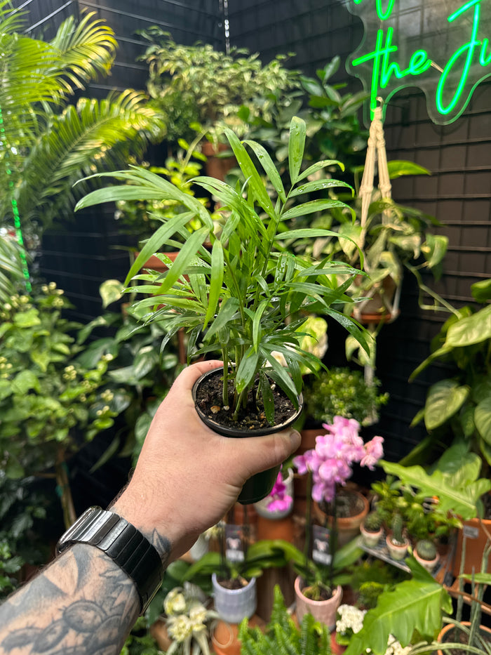 Neanthe Bella (Parlour Palm)