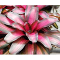Neoregelia Margaret