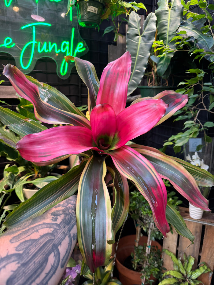 Neoregelia 'Serendipity'
