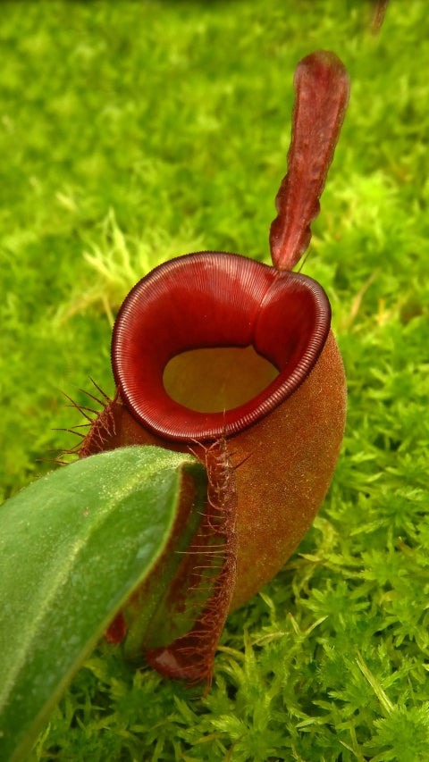Nepenthes ampullaria (Large)